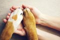 犬と『信頼関係を築…の画像