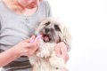 犬に人間用の歯磨き…の画像