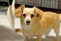 AIで小型犬を『激太…の画像