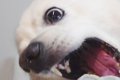 10歳を迎えた老犬→誕…の画像