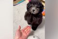 子犬に『お手』をさ…の画像