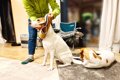 犬が『洋服を嫌がる…の画像