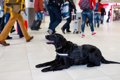 空港で働いている犬…の画像