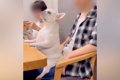膝の上に座ってマッ…の画像