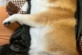 用事を済ませて帰宅→…の画像