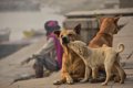 野良犬の子育ては母…の画像