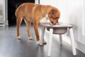 犬に絶対NGな『食器…の画像