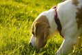 犬の拾い食いをやめ…の画像