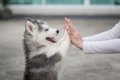 犬に上下関係はある…の画像