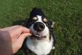 犬が『わがまま』に…の画像