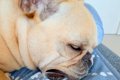 爆睡している犬→口元…の画像