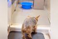 お風呂が嫌いな犬→『…の画像
