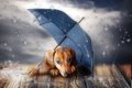 台風の日でも犬の散…の画像