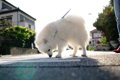 犬が散歩中にする行…の画像