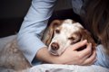 愛犬の介護が飼い主…の画像