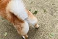 犬が『おしりを地面…の画像