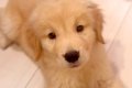 体重3キロの『大型犬…の画像