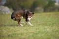 犬が『グルグル回っ…の画像