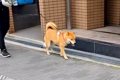 外を歩いていたら、…の画像