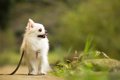 【疑問】小さい犬な…の画像