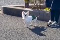 3日会っていない犬の…の画像
