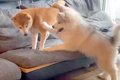 自分より小さな犬に…の画像