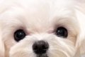見つめてくる犬→よー…の画像