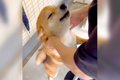 犬が『入院した家族…の画像