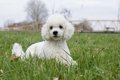 小さすぎる子犬達…飼…の画像