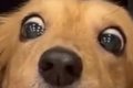 生まれて初めて『犬…の画像