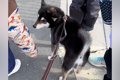 犬の散歩中『小学生…の画像