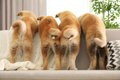 犬がおしりを振る時…の画像