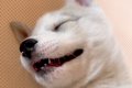 『シベリアンハスキ…の画像