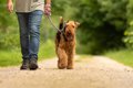 犬の『散歩時間』ど…の画像