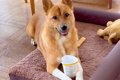 新しいベッドに大喜…の画像