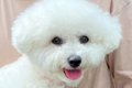 いつもは飼い主と仲…の画像