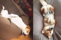 犬をダメにするクッ…の画像