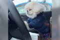 犬に『車の運転』頼…の画像