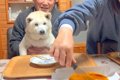 犬を交えて『おじい…の画像