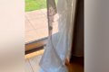 犬がカーテンをビリ…の画像