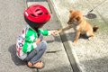 どんな犬にも好かれ…の画像