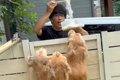 大型犬3頭が『流しそ…の画像