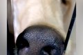 『美しく、高貴な犬…の画像