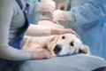 犬のがん治療につい…の画像