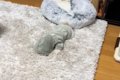 犬『何も見えんのだ…の画像