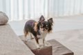 犬がいる部屋にNGな…の画像