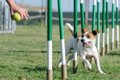 犬の飼い主が張り切…の画像