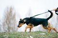 犬が『拾い食い』を…の画像