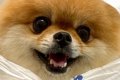 犬の散歩中に雨が降…の画像
