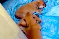 『お腹の大きい野犬…の画像